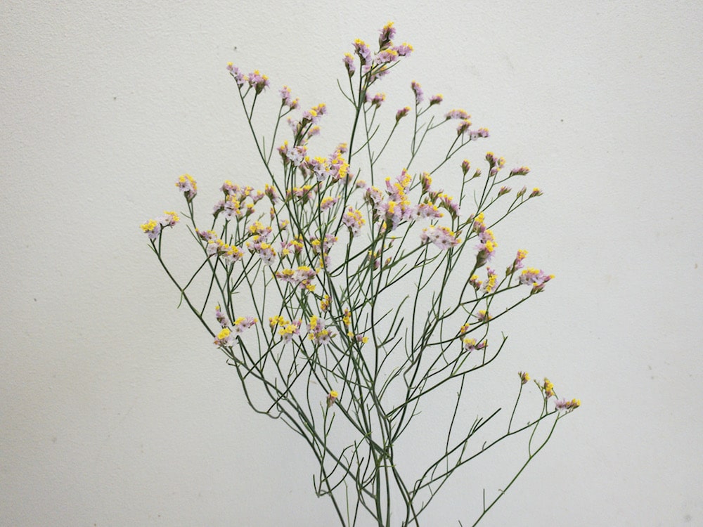 スターチス カスピア