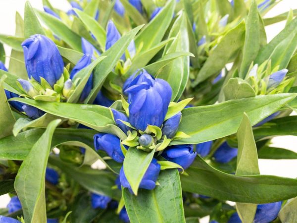 安代の夏 リンドウ