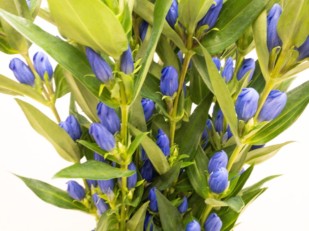 リンドウ 花言葉