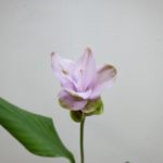 ピンクキャンディケーン クルクマ