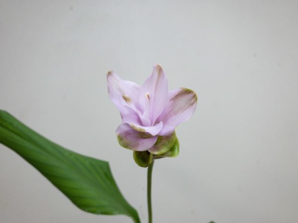 ピンクキャンディケーン クルクマ