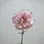 マリポサ カーネーション