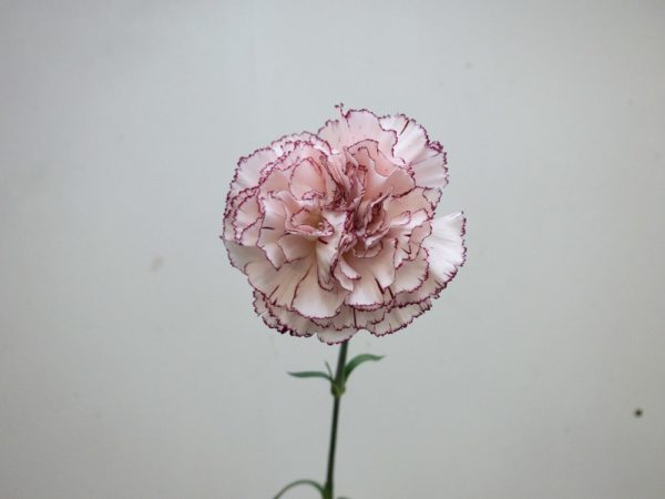 マリポサ カーネーション