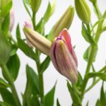 ストラトスフィア スカシユリ