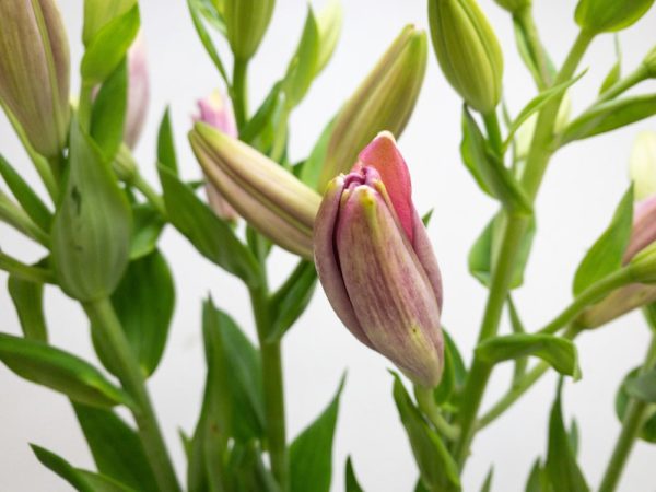 ストラトスフィア スカシユリ