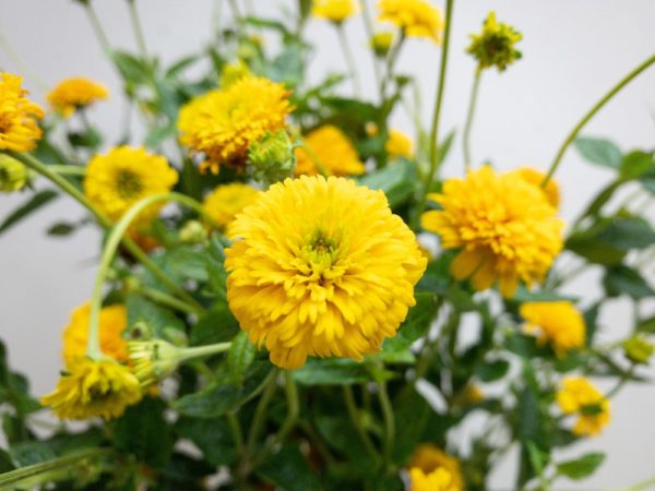 切り花 図鑑 写真と名前別 季節別 月別 色別 種類別で探せる切り花専門の花図鑑