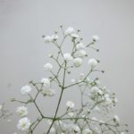 ベールスター カスミソウ