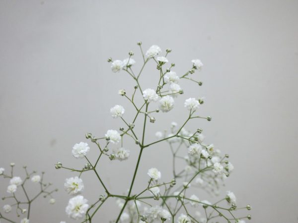 切り花 図鑑 写真と名前別 季節別 月別 色別 種類別で探せる切り花専門の花図鑑