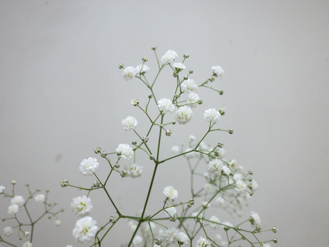 りんりん様50本【136】かすみ草 切花 生花 カスミソウ-