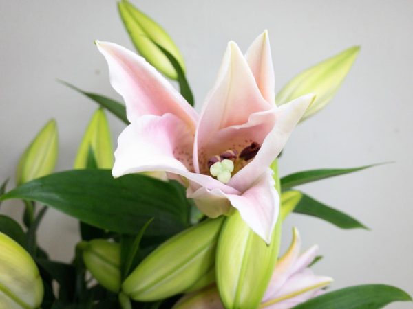 カテマコ オリエンタルユリ