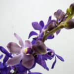 チャックワンブルー　アランダ