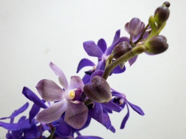 切り花 図鑑 写真と名前別 季節別 月別 色別 種類別で探せる切り花専門の花図鑑