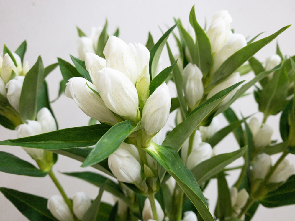 リンドウ ホワイトベル