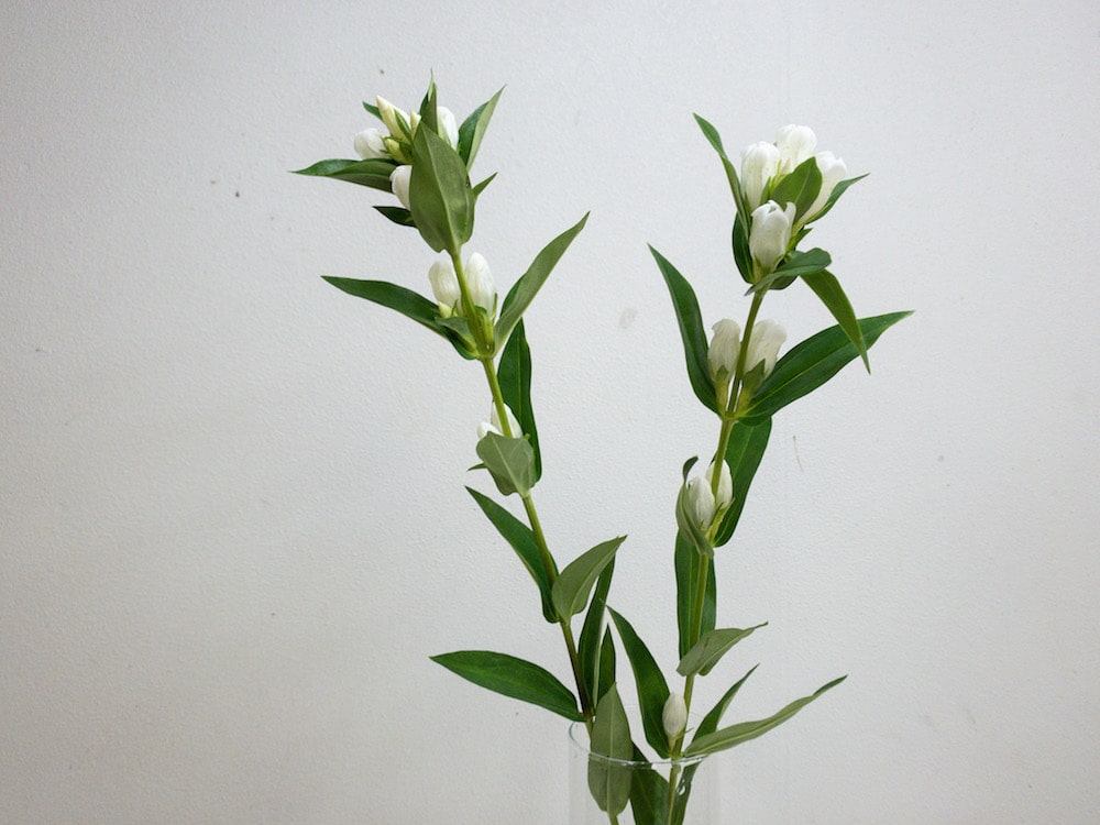 リンドウ 花言葉