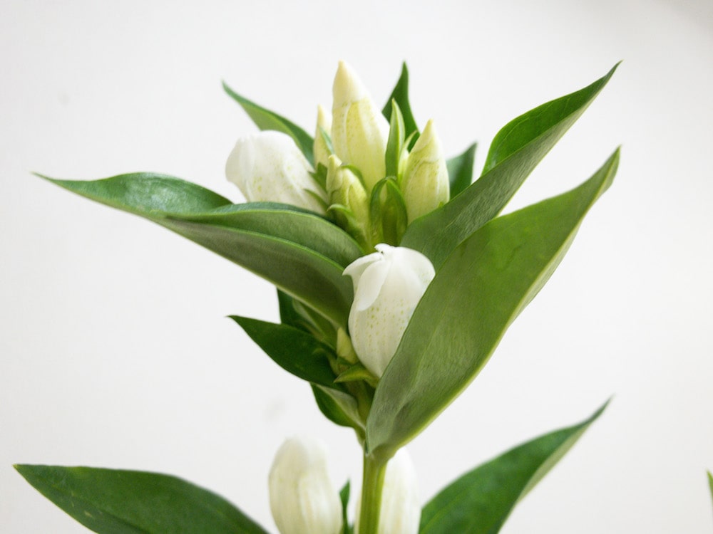 リンドウ 切り花