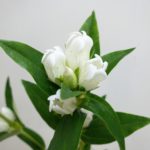 ホワイトベル リンドウ