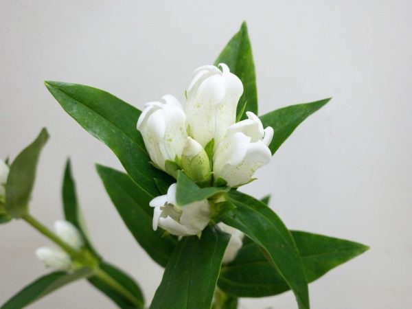 ホワイトベル リンドウ