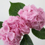 Belana(Light Pink)　紫陽花（ハイドランジア）