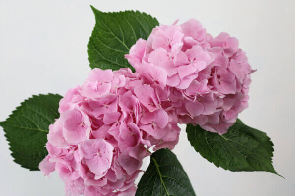 Belana(Light Pink)　紫陽花（ハイドランジア）