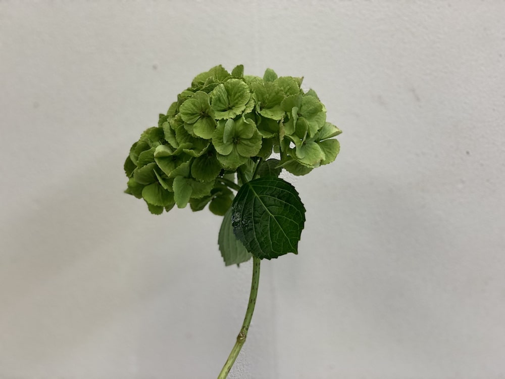 アジサイ 切り花