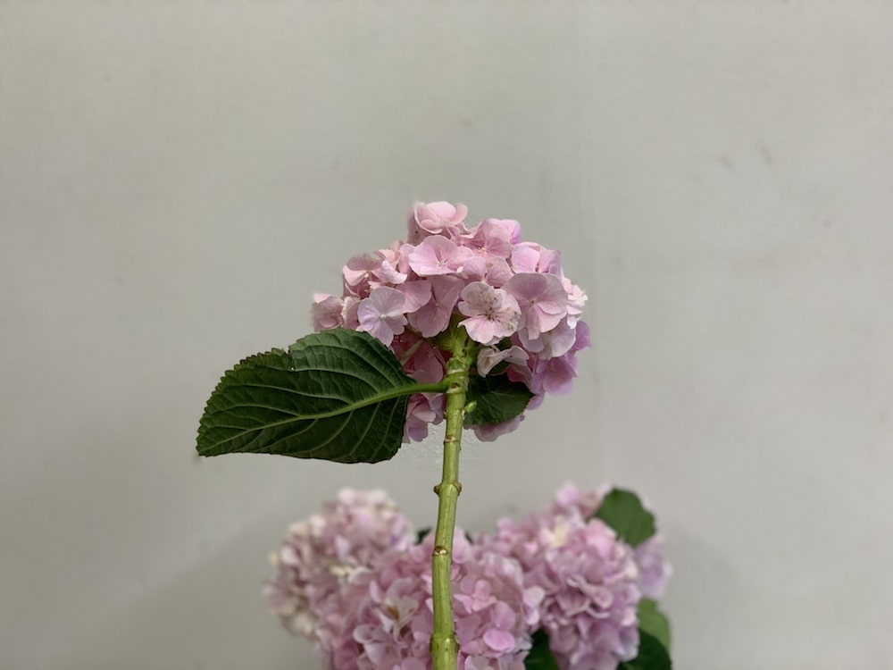 アジサイ 花言葉