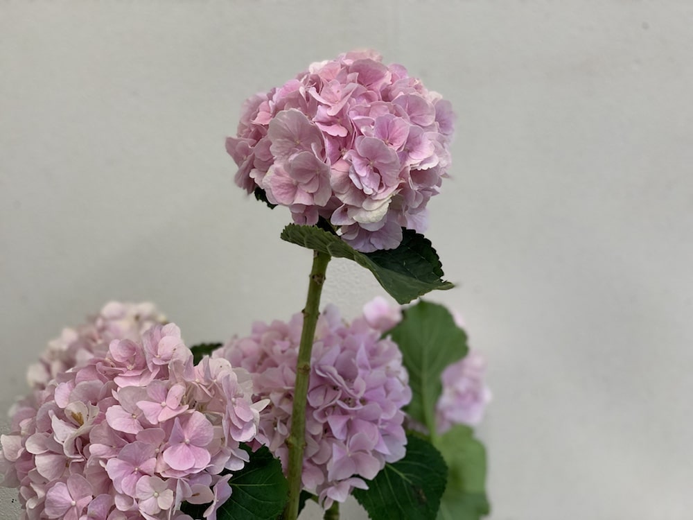 アジサイ ピンク