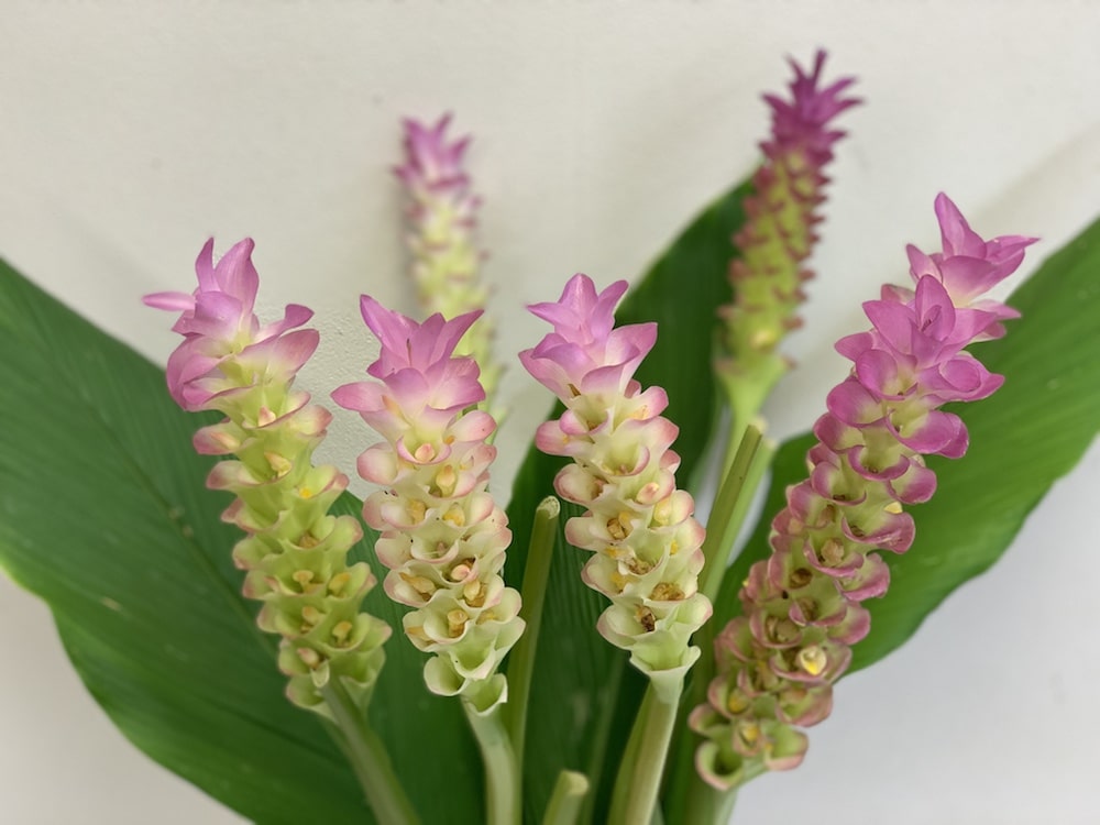 クルクマ ピンク