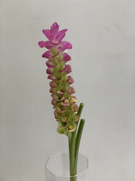 ポニチャーピンク クルクマ