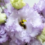 ジュリアスラベンダー トルコキキョウ、トルコギキョウ、ユーストマ