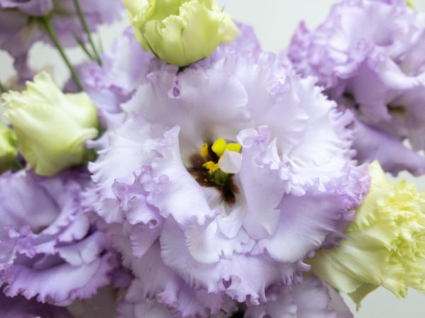 ジュリアスラベンダー トルコキキョウ、トルコギキョウ、ユーストマ