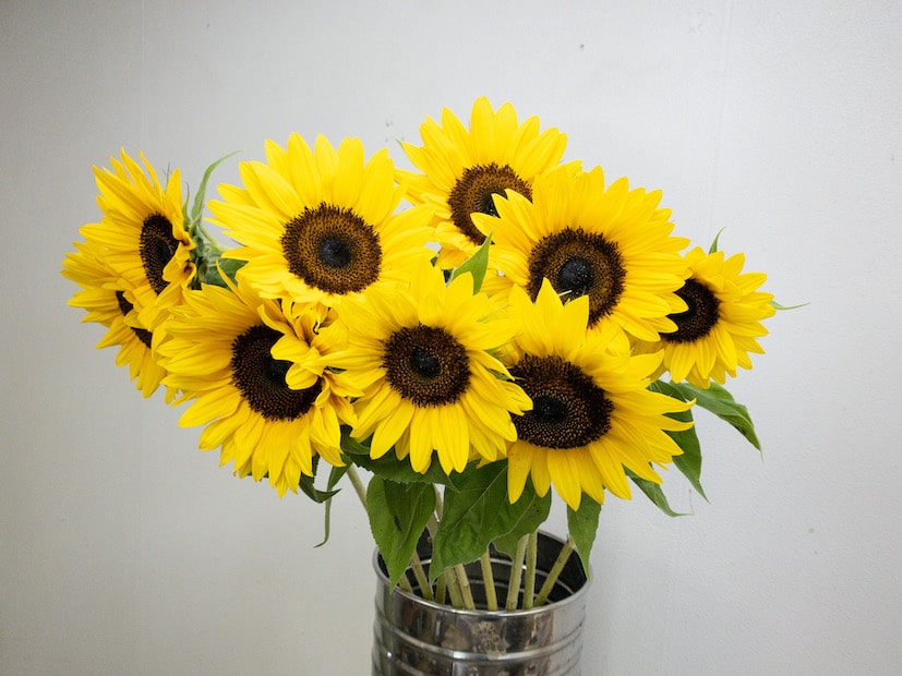 サンリッチマンゴー