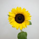 サンリッチマンゴー　ひまわり（向日葵）