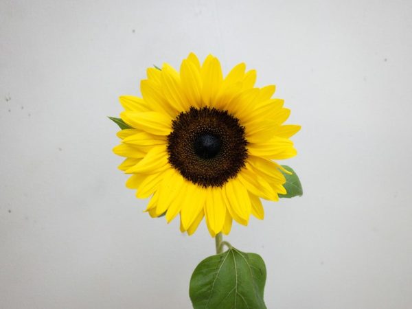 サンリッチマンゴー　ひまわり（向日葵）