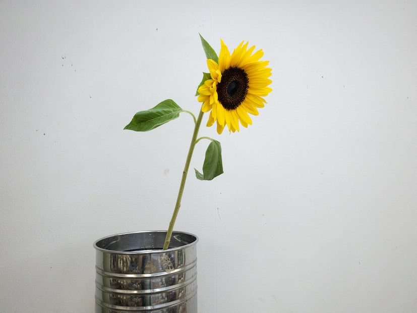 ひまわり 切り花