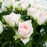 ファンシーローラ スプレーバラ(薔薇)