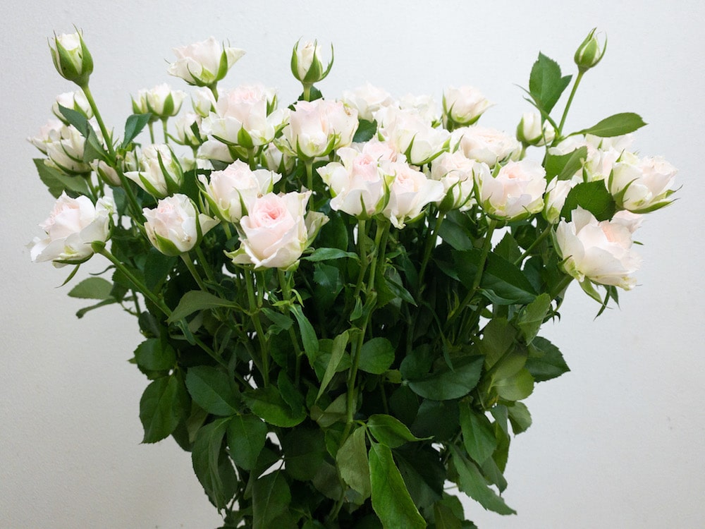 スプレーバラ　切り花