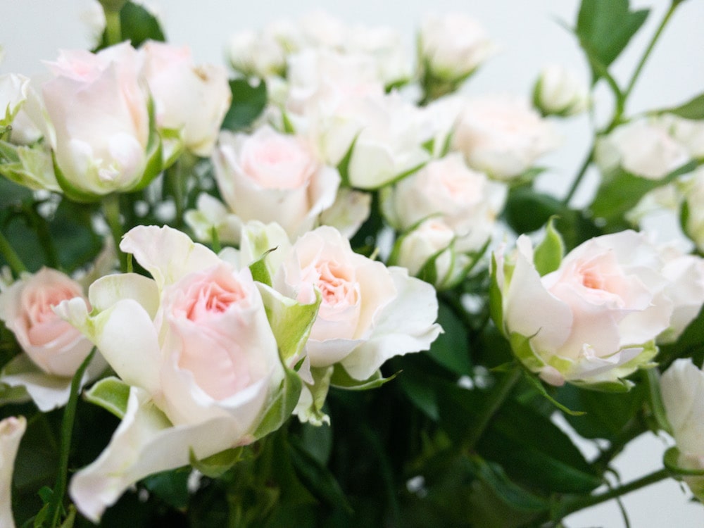 スプレーバラ ファンシーローラ