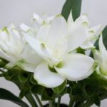 チェンライスノー クルクマ