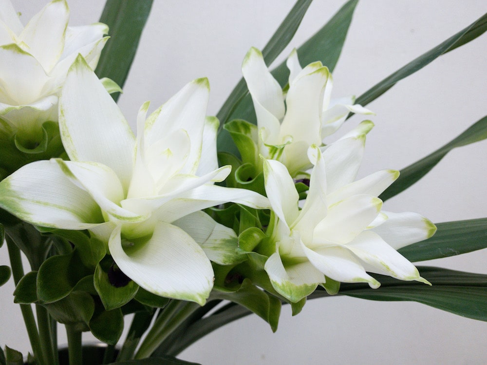 クルクマ チェンライスノー