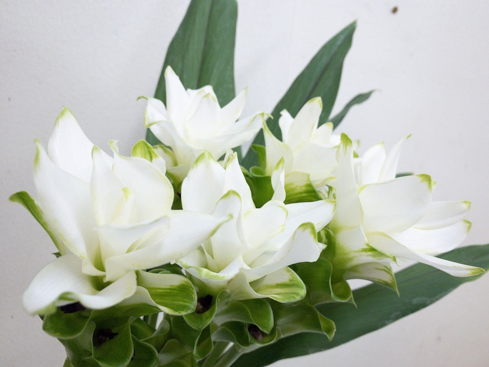 チェンライスノー