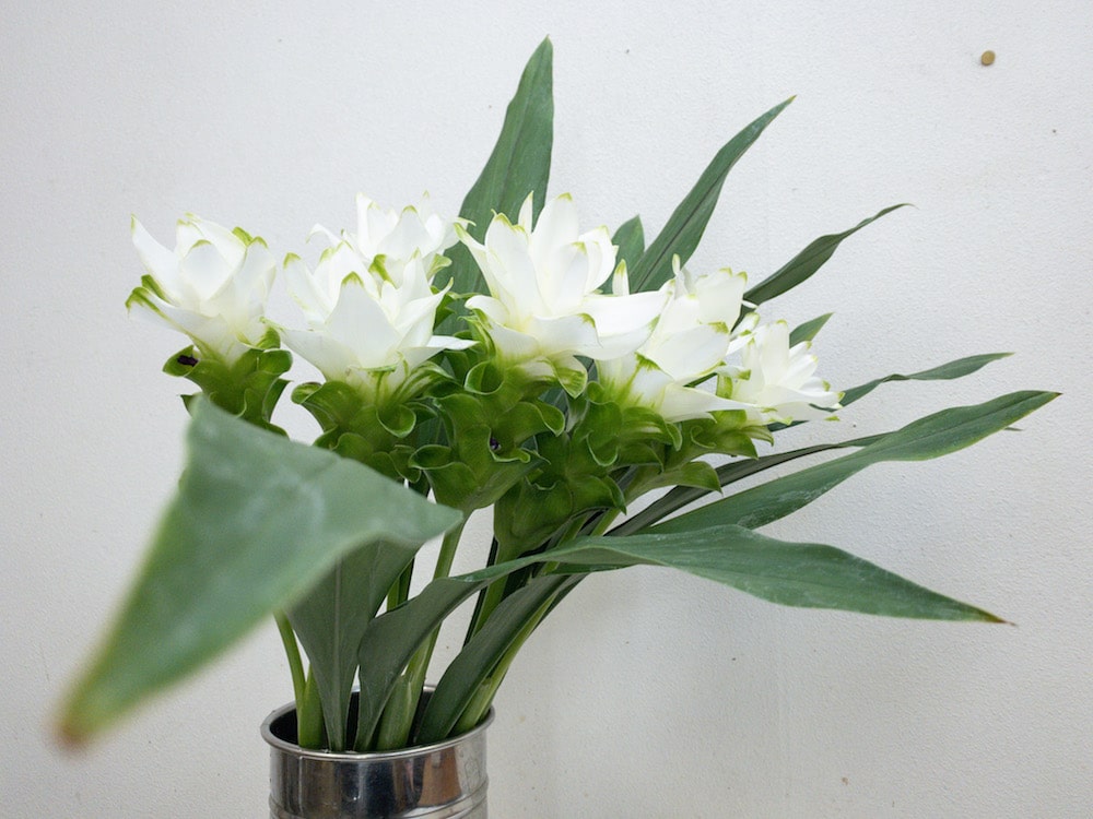 クルクマ 切り花