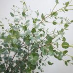 グニー　ユーカリ