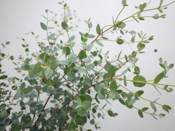 グニー　ユーカリ