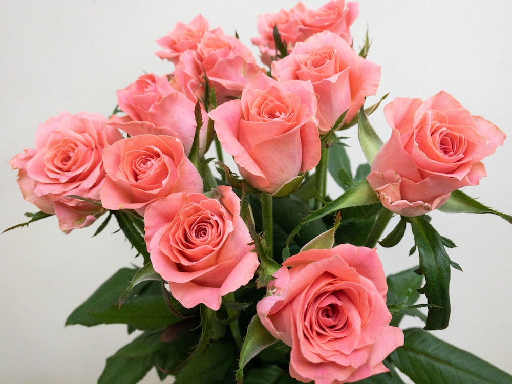 バラ エースピンク+