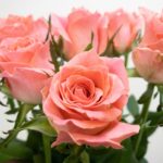 エースピンク+ バラ(薔薇)