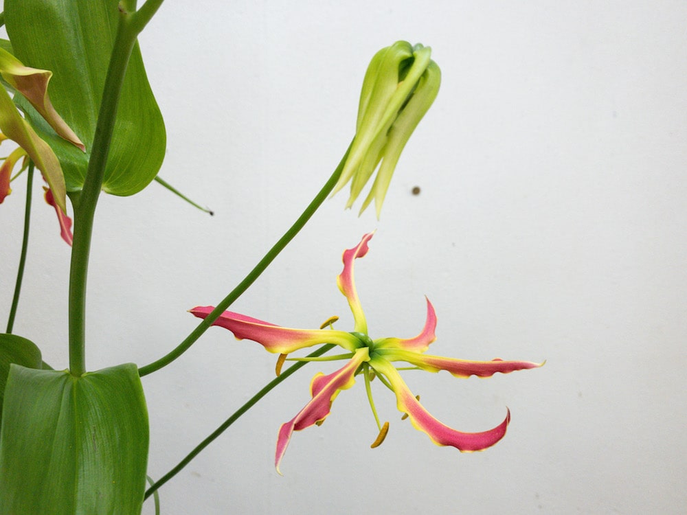 グロリオサ 切り花