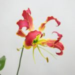 サザンウィンド グロリオサ