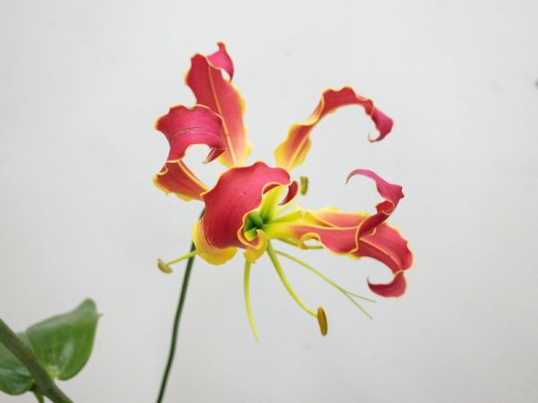 サザンウィンド グロリオサ