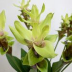 エメラルドパゴダ　クルクマ