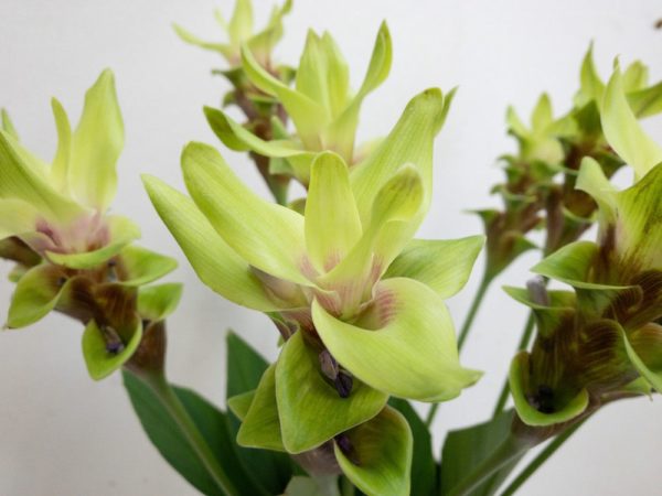 エメラルドパゴダ　クルクマ